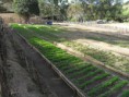 /album/fotos-do-projeto/cultivo-de-hortali%c3%a7as-%282%29-jpg2/